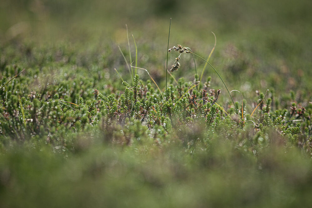 Moss Meadow