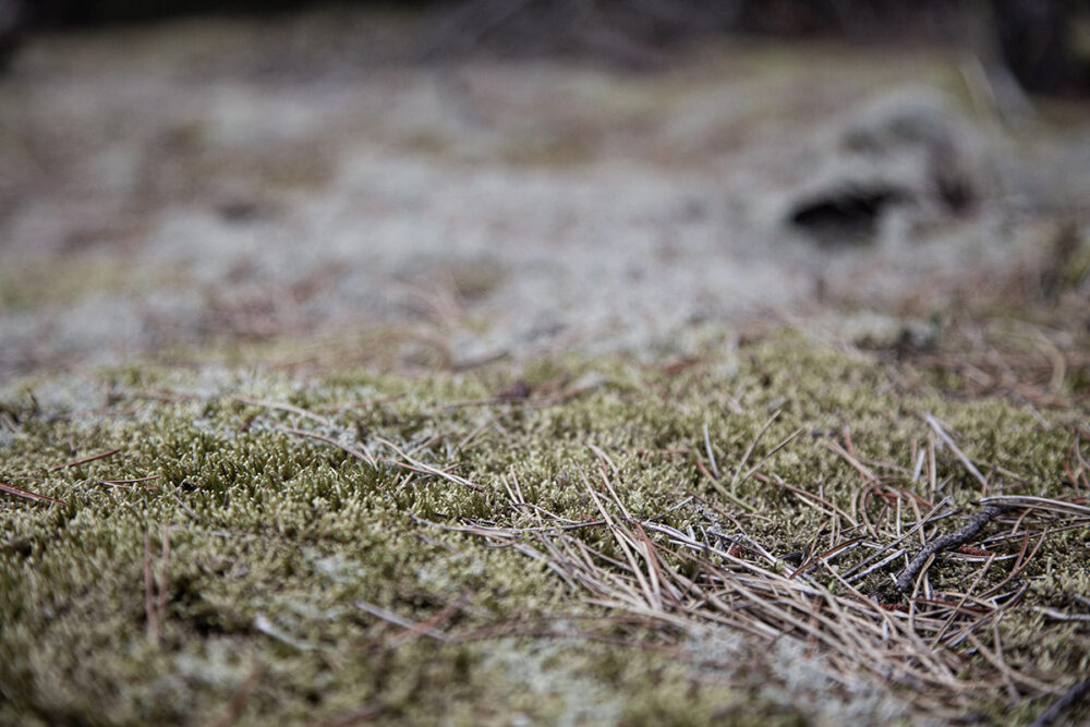 Forest Floor