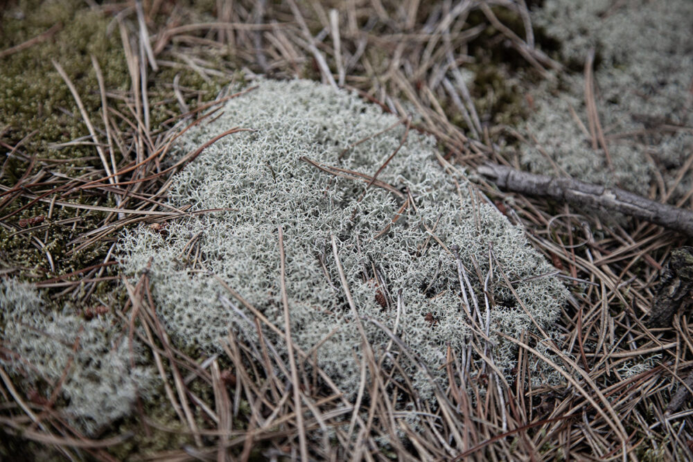 Lichen Carpet