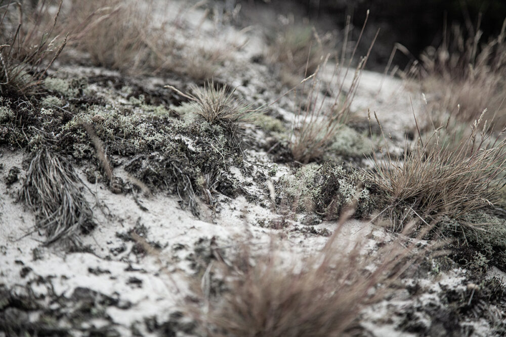 Mossy Dune