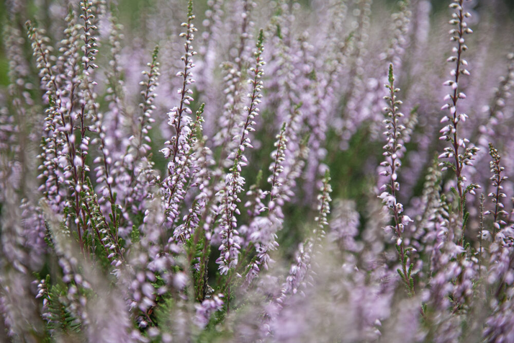 Heather Field