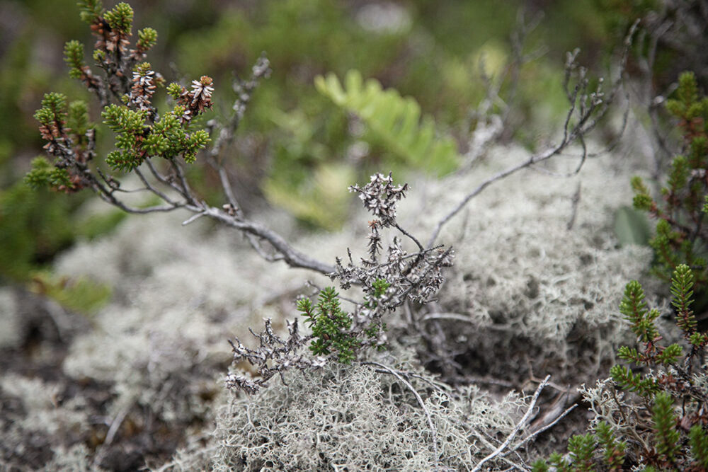 Lichen Closeup