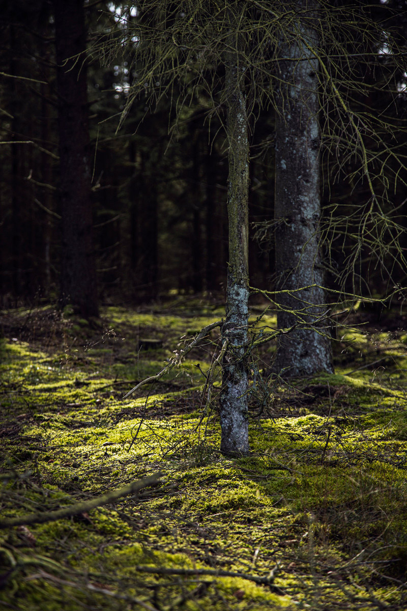 Mossy Forest