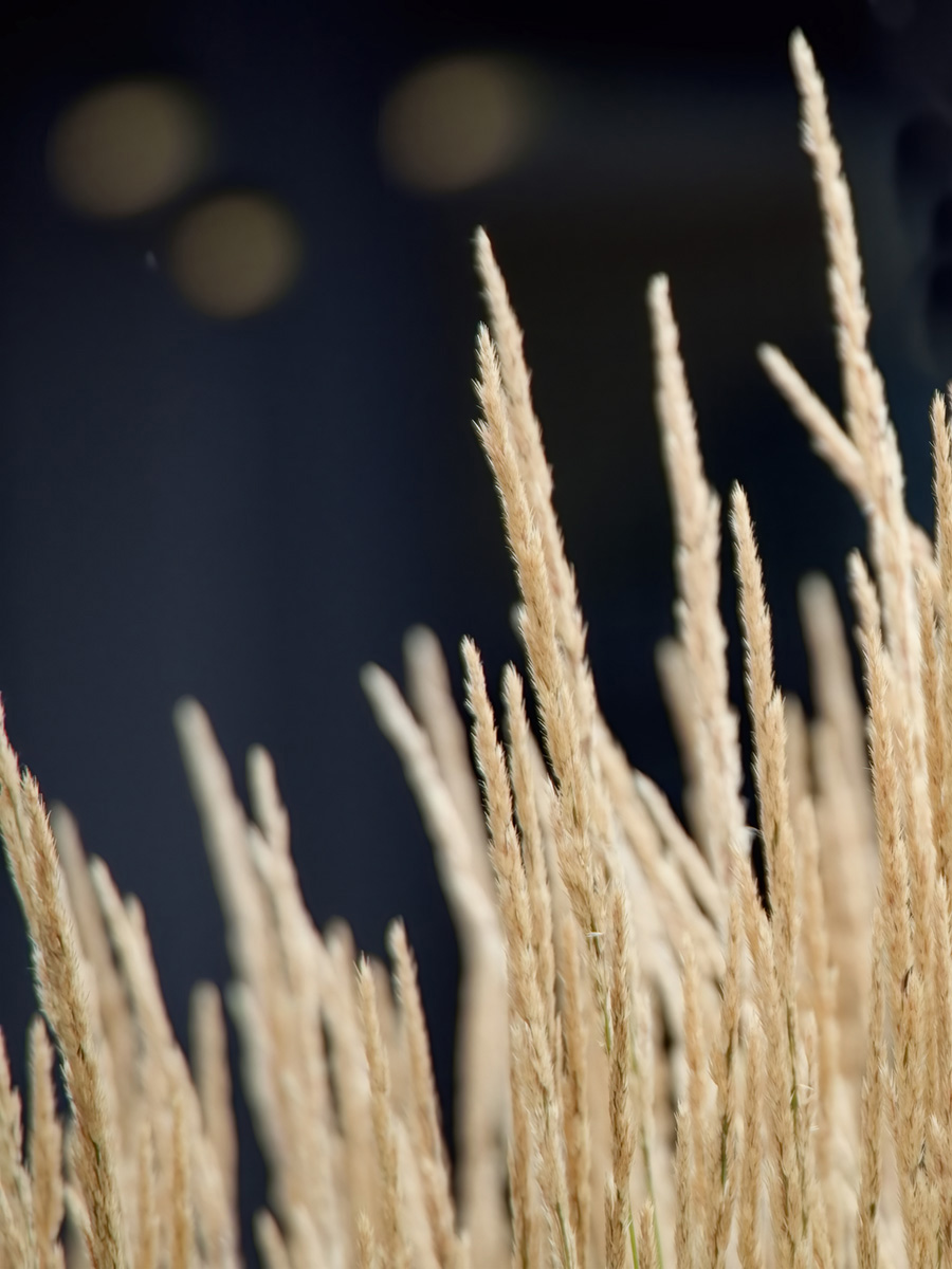 Golden Grass