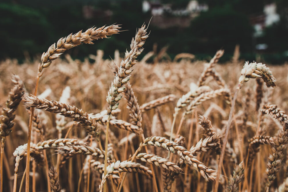 Golden Harvest