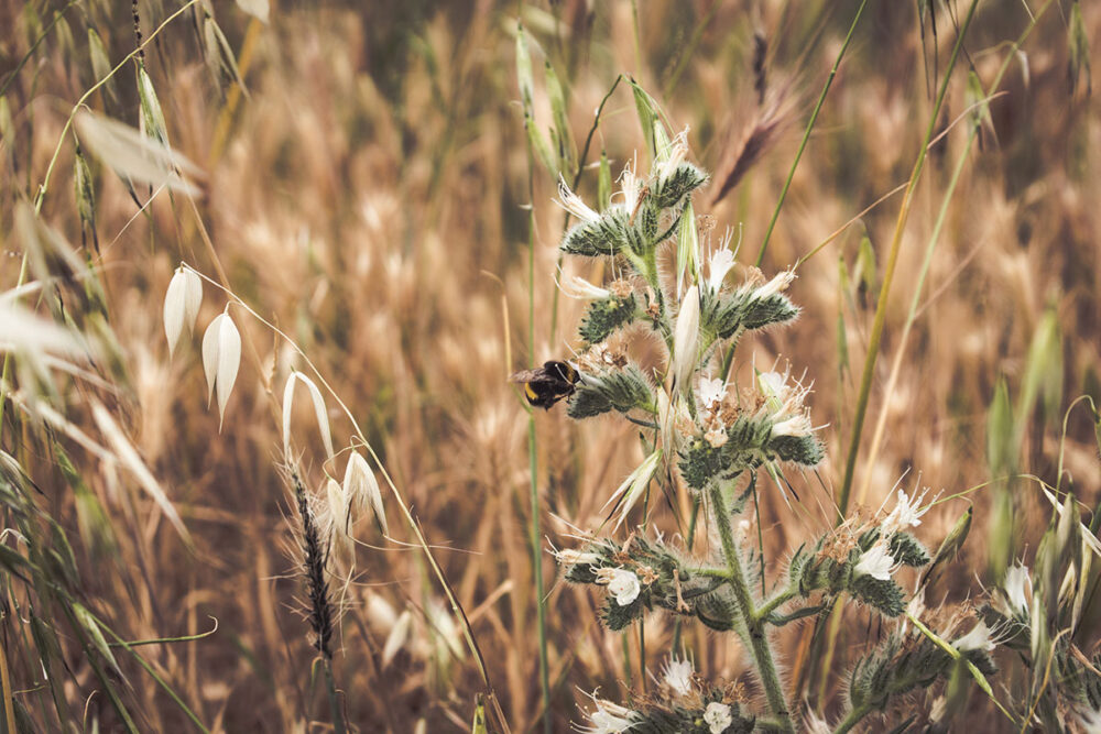 Wild Meadow