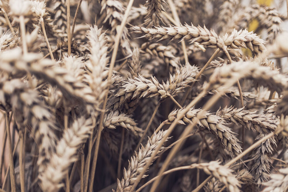 Wheat Field